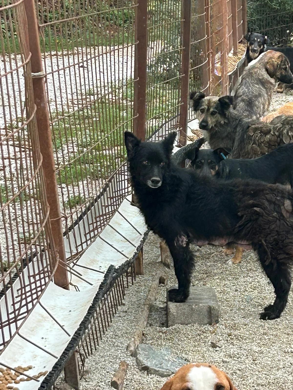 Gara, Mixed Breed for adoption at Save the Dogs BiH, Jajce
