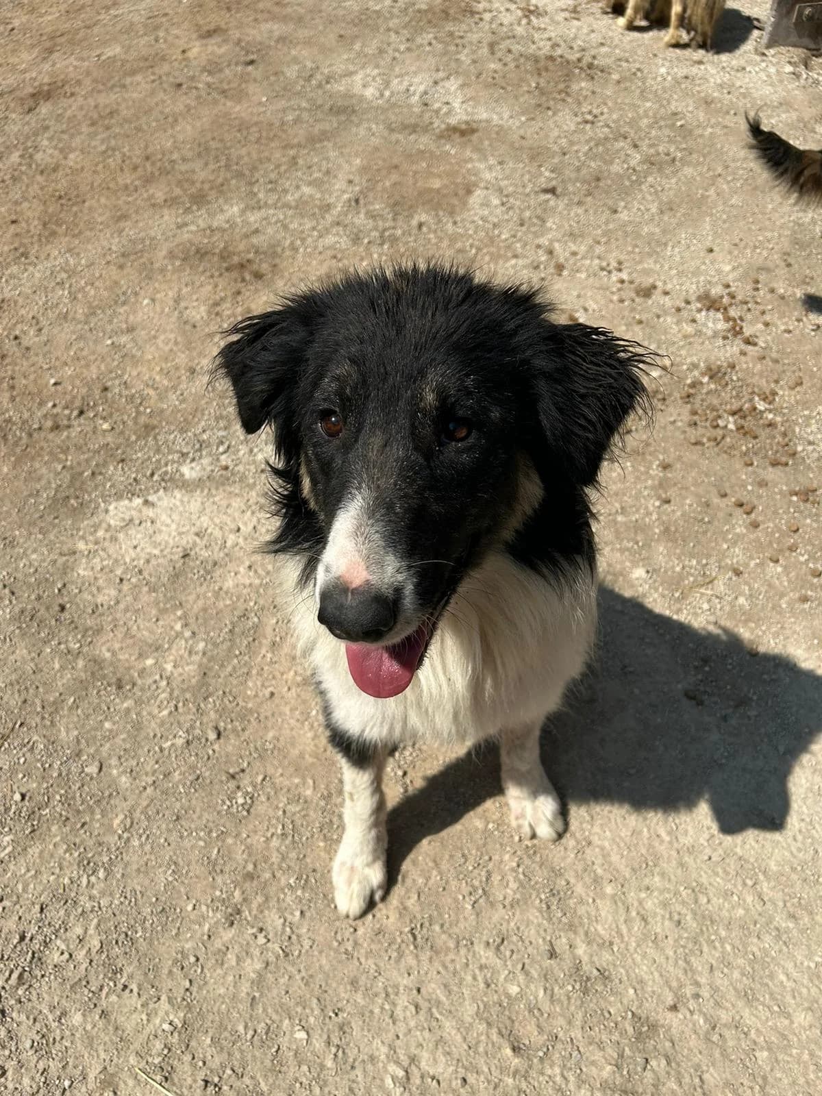 Susu, Mixed Breed for adoption at Save the Dogs BiH, Jajce