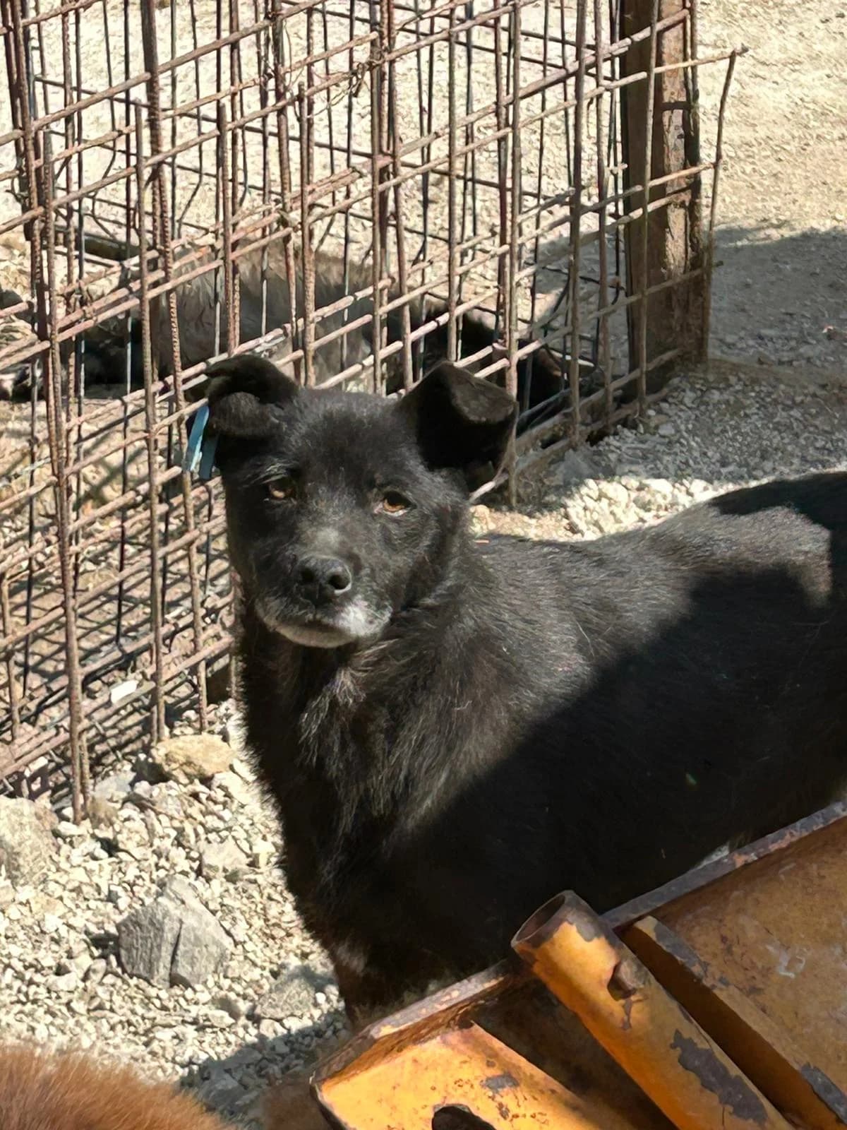 Anni, Mixed Breed for adoption at Save the Dogs BiH, Jajce