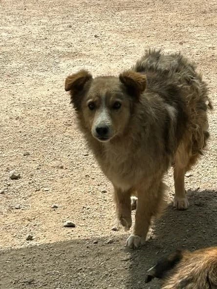 Mila, Mixed Breed for adoption at Save the Dogs BiH, Jajce