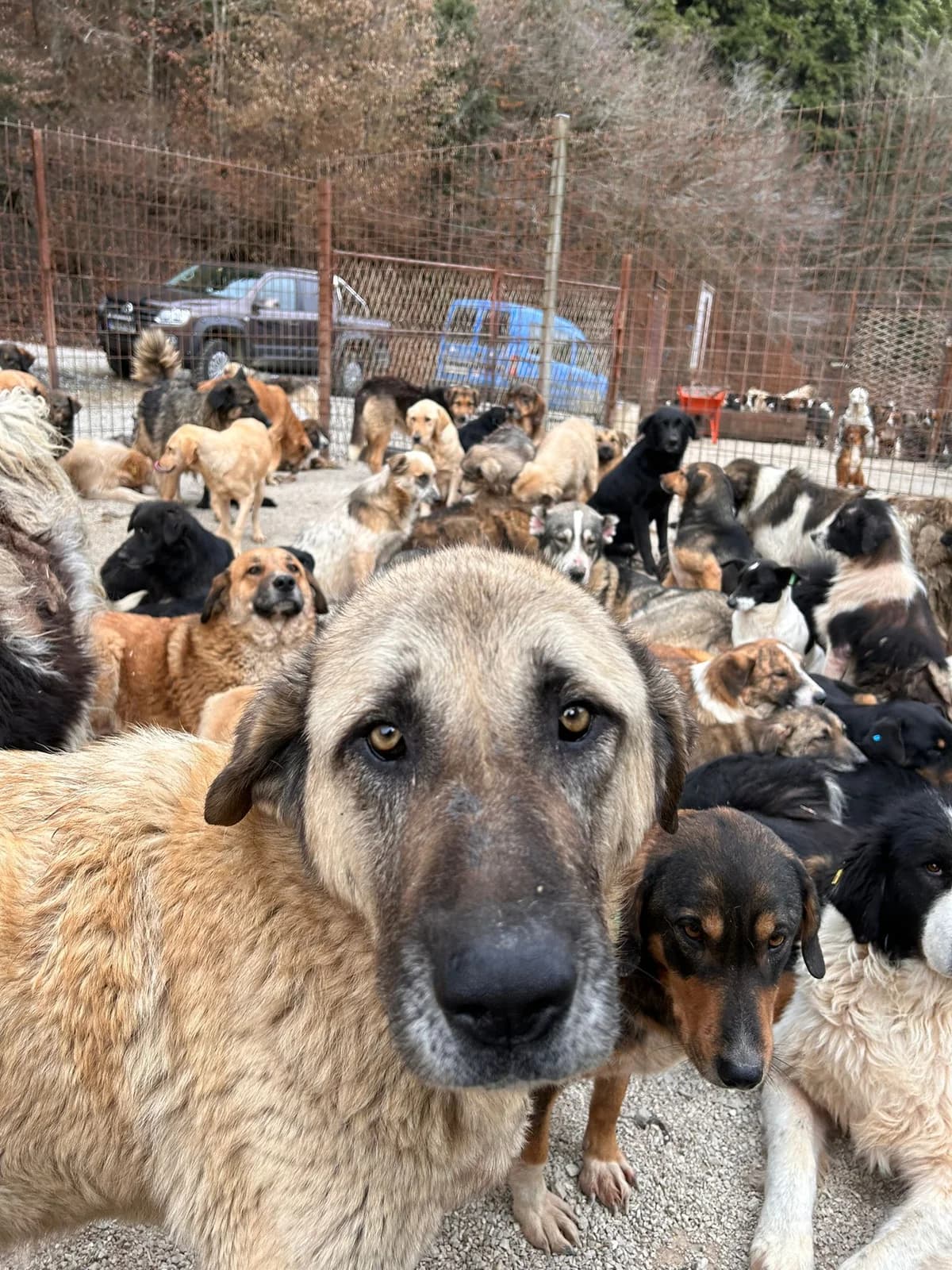 Merlin, Mixed Breed for adoption at Save the Dogs BiH, Jajce