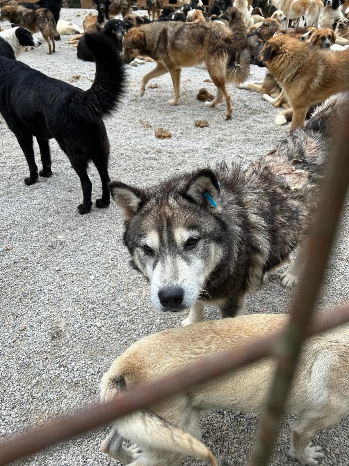 Puschkin, Mixed Breed for adoption at Save the Dogs BiH, Jajce