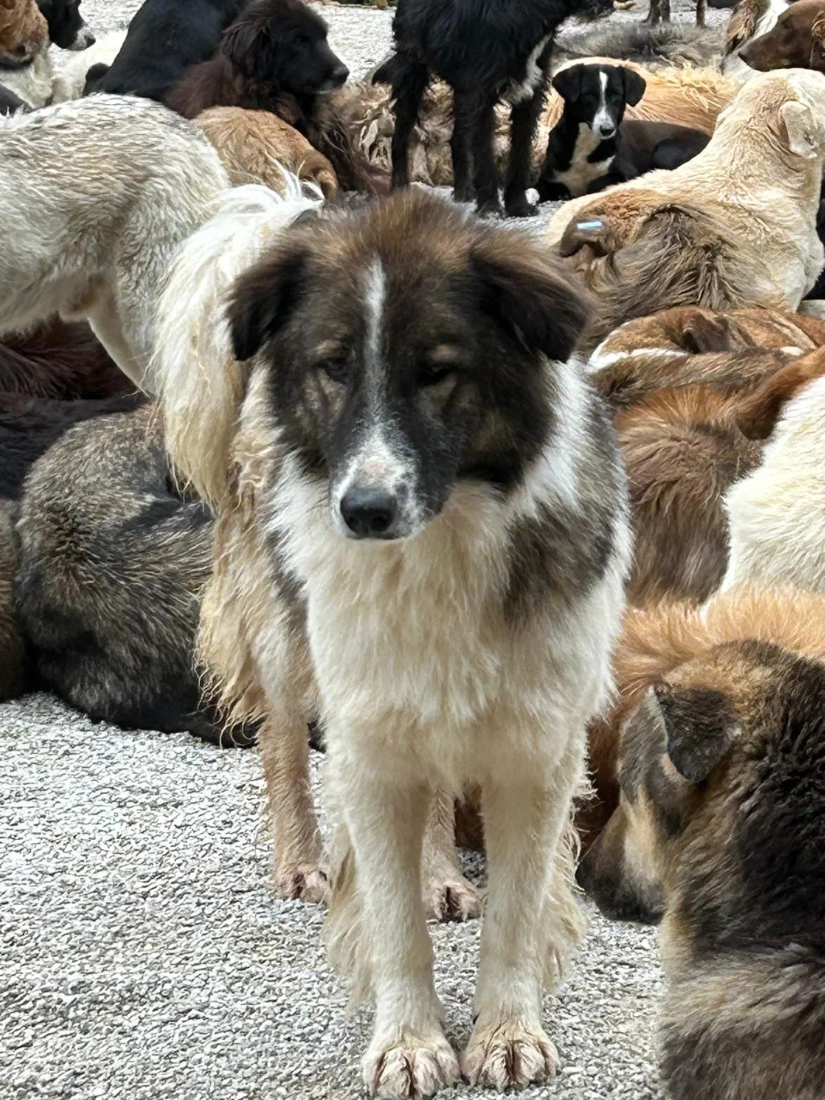 Vivi, Mixed Breed for adoption at Save the Dogs BiH, Jajce