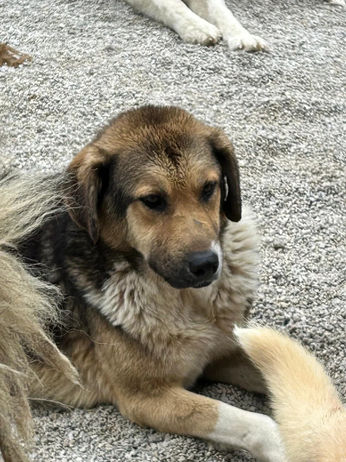 Bluey, Mixed Breed for adoption at Save the Dogs BiH, Jajce
