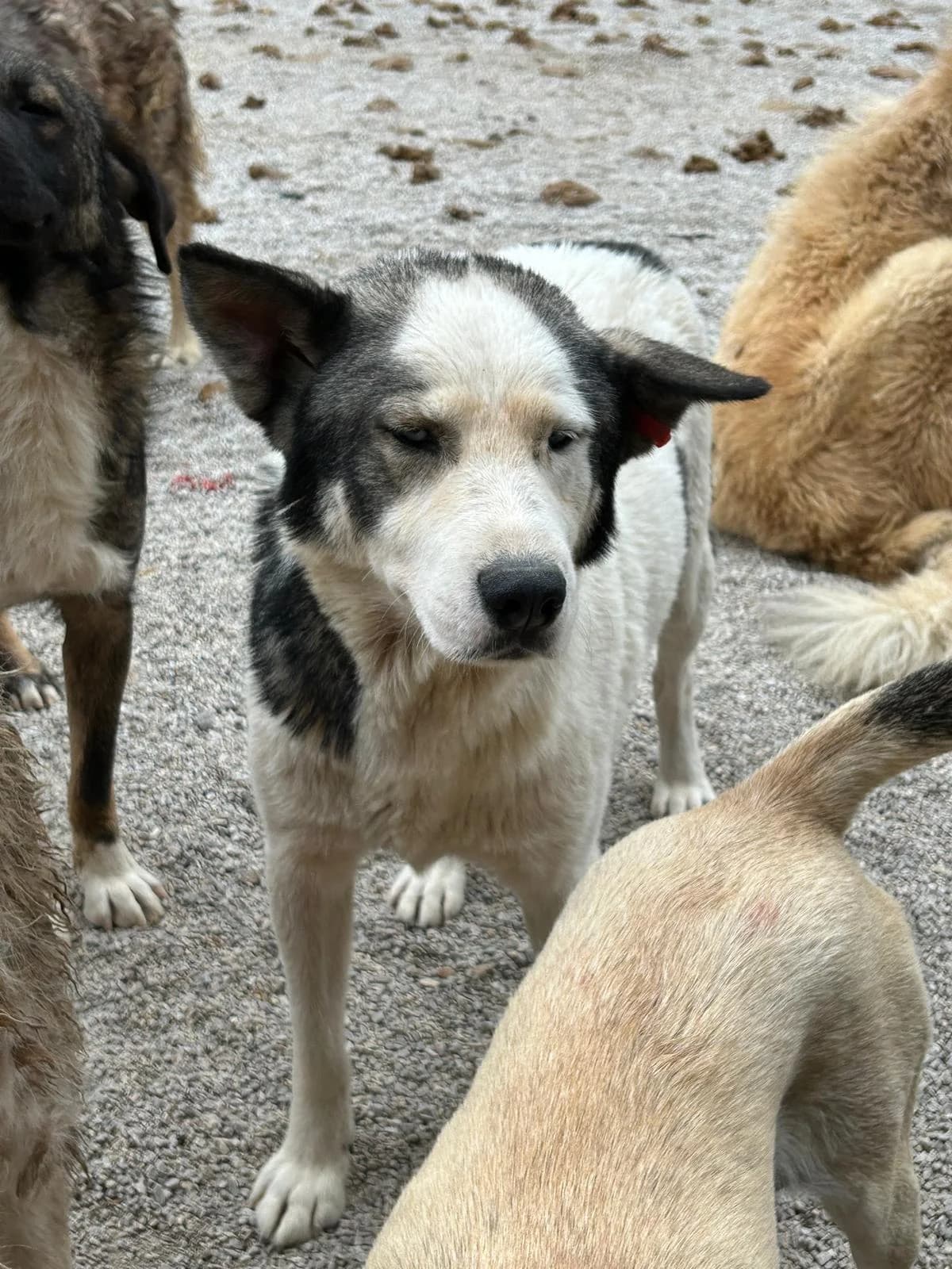 Goofy, Mixed Breed for adoption at Save the Dogs BiH, Jajce