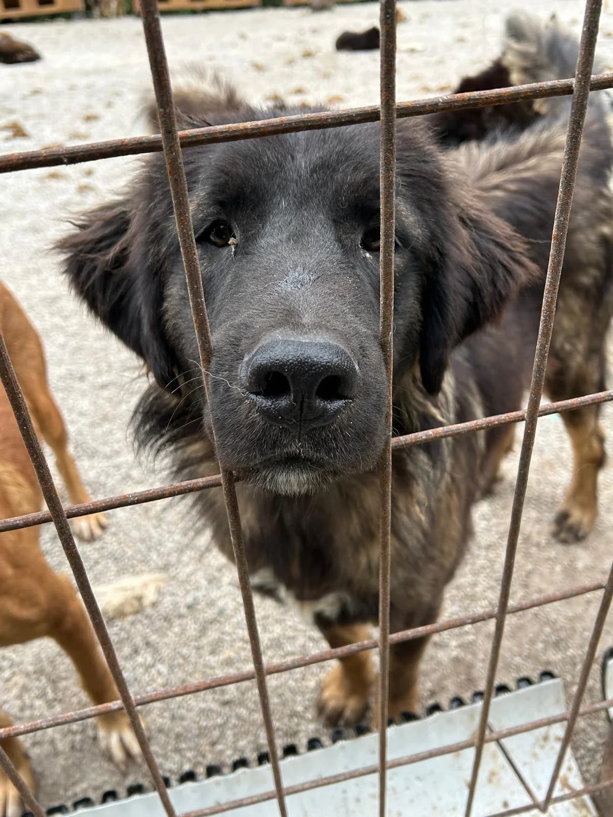 Harry, Mixed Breed for adoption at Save the Dogs BiH, Jajce