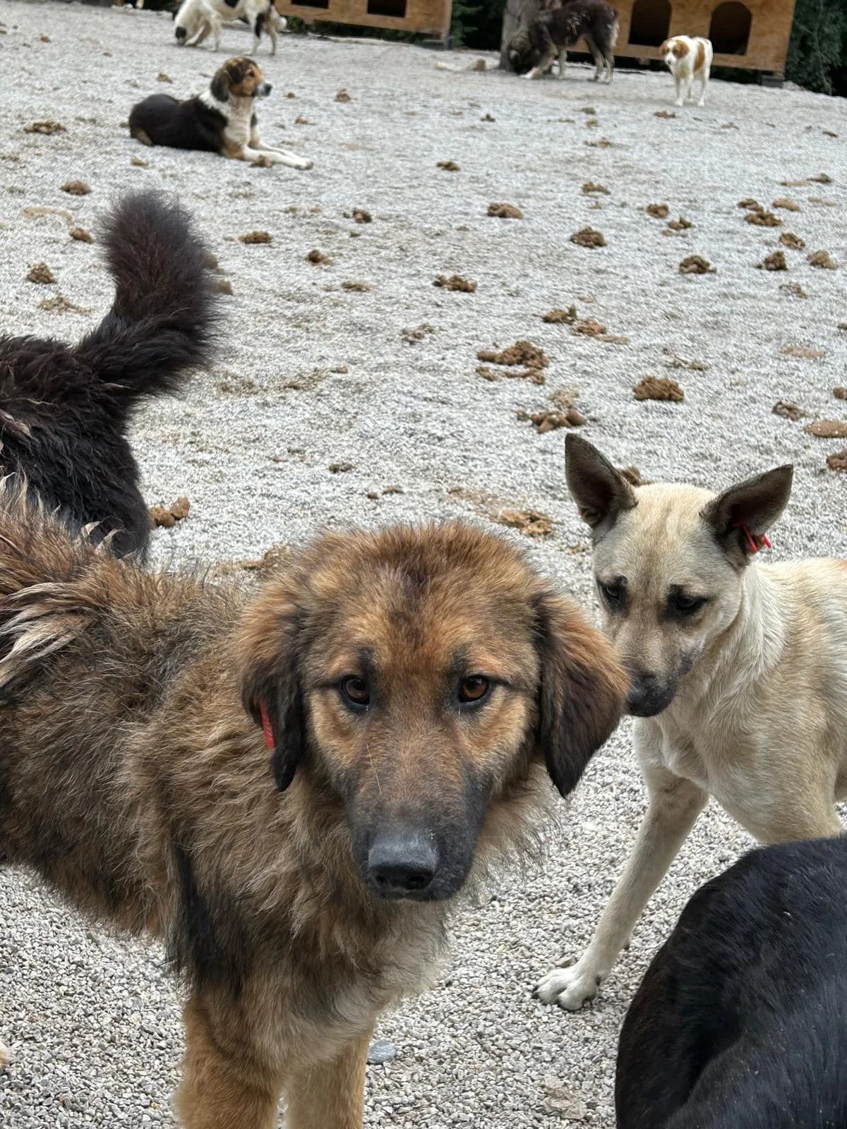 Sunny, Mixed Breed for adoption at Save the Dogs BiH, Jajce