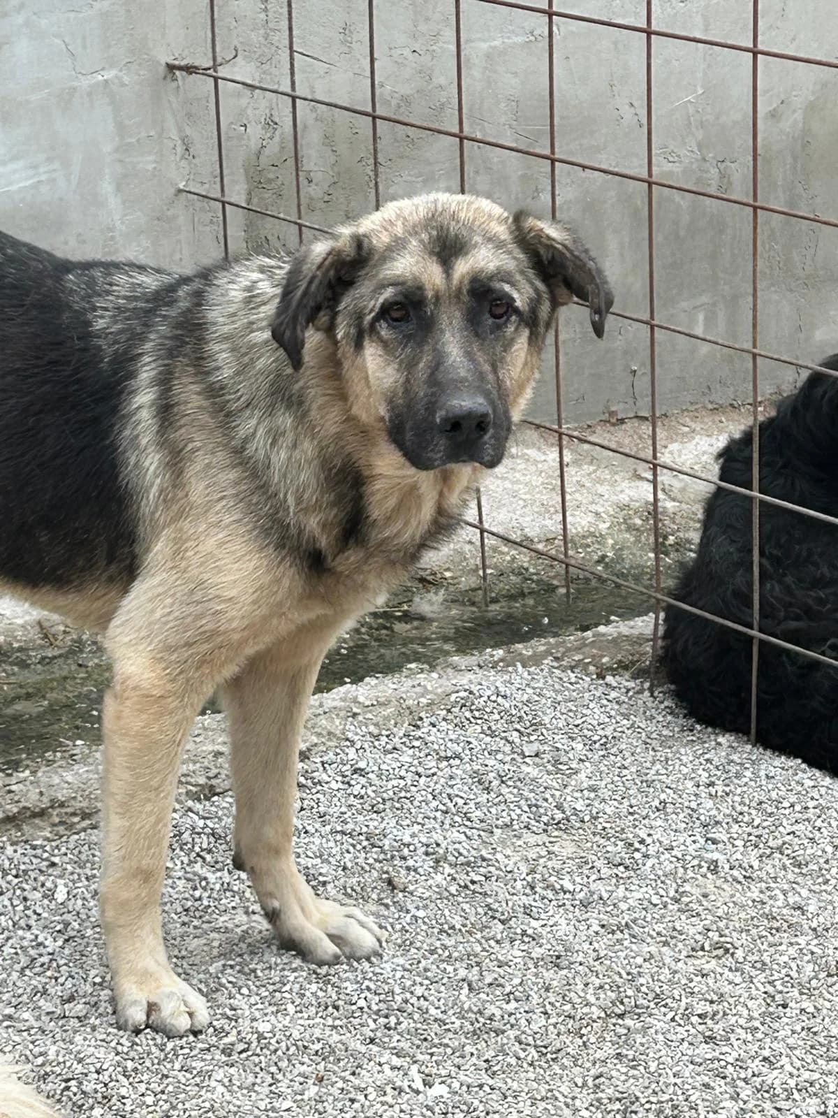 Sayli, Mixed Breed for adoption at Save the Dogs BiH, Jajce