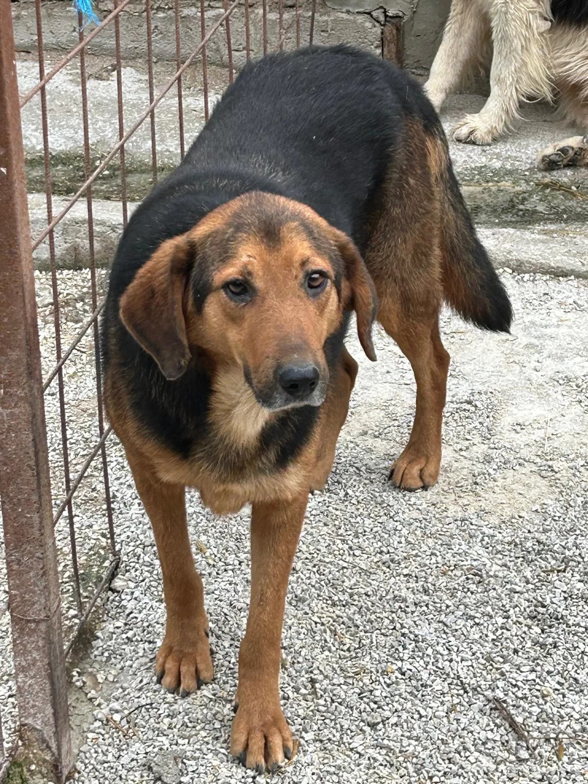 Nada, Mixed Breed for adoption at Save the Dogs BiH, Jajce