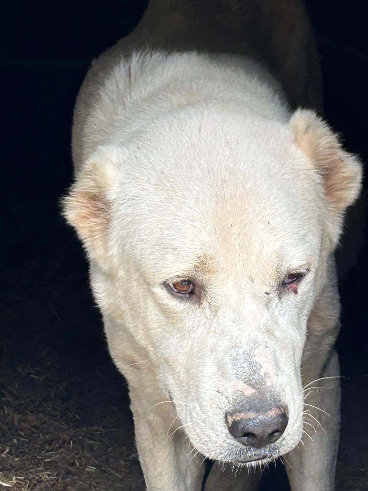 Aziat, Mixed Breed for adoption at Save the Dogs BiH, Jajce
