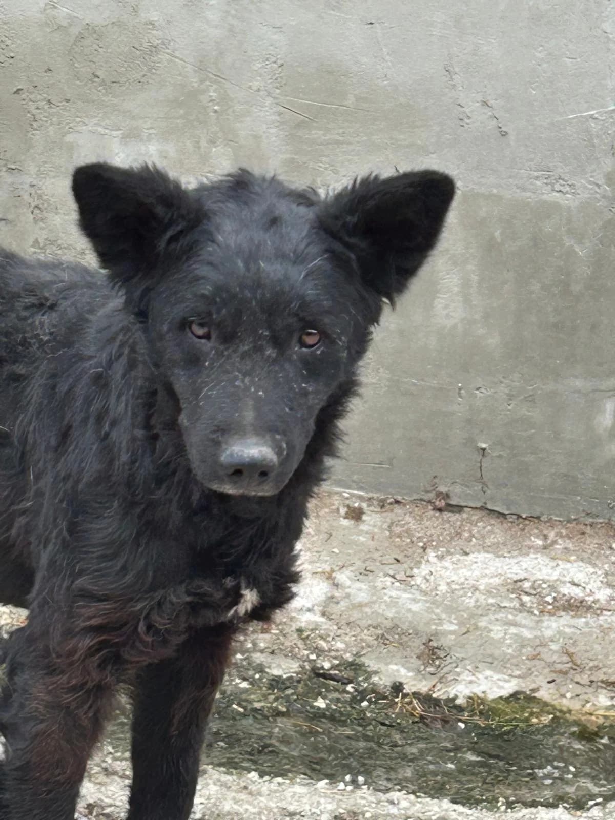 Blacky, Mixed Breed for adoption at Save the Dogs BiH, Jajce
