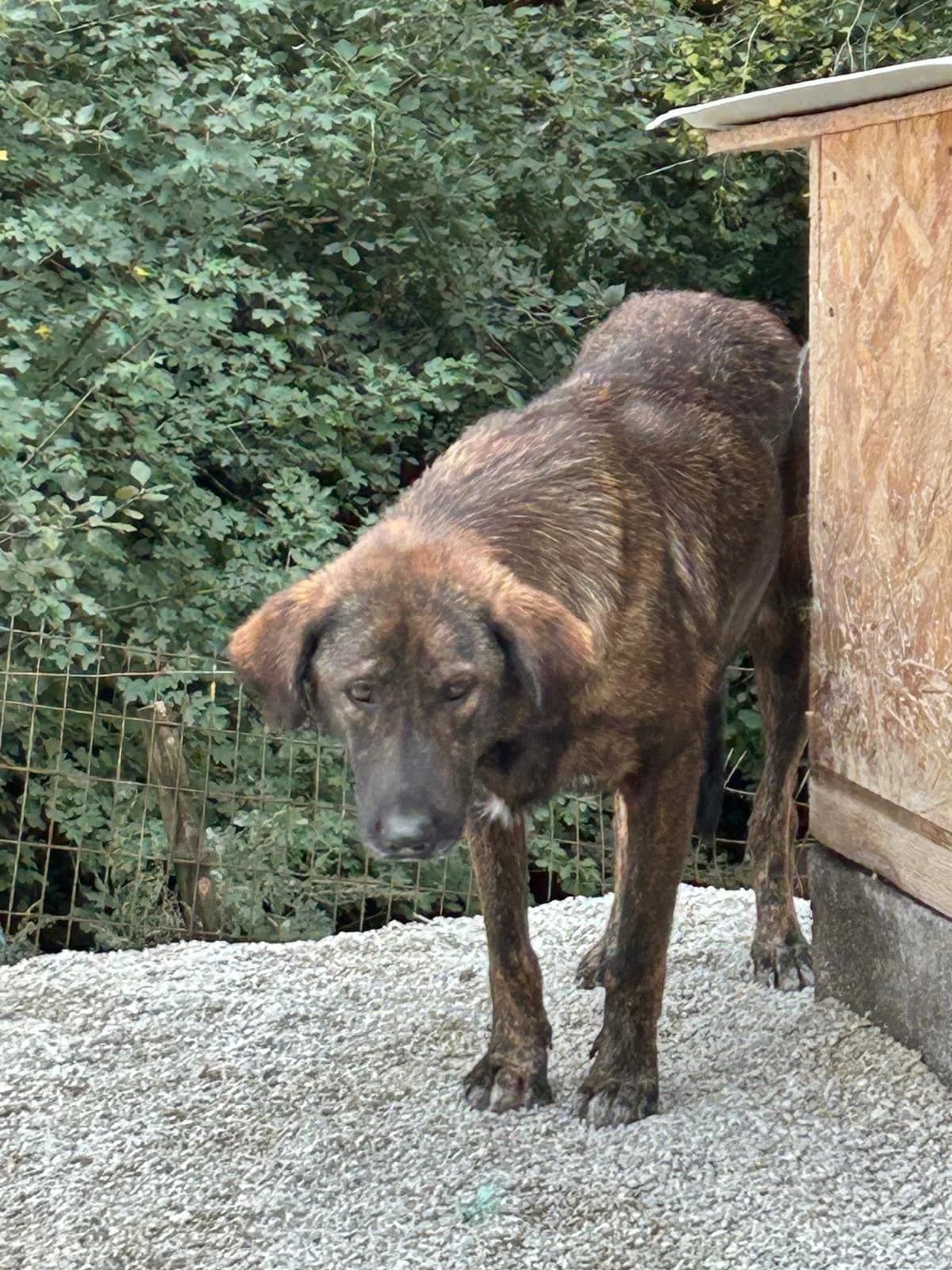 Dare, Mixed Breed for adoption at Save the Dogs BiH, Jajce