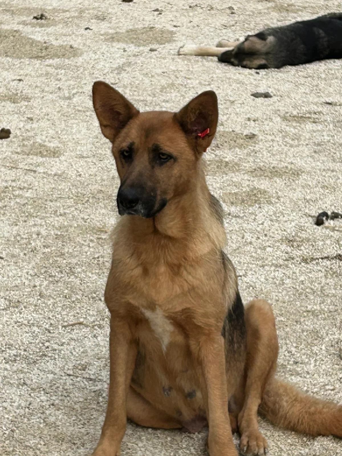 Vucka, Mixed Breed for adoption at Save the Dogs BiH, Jajce