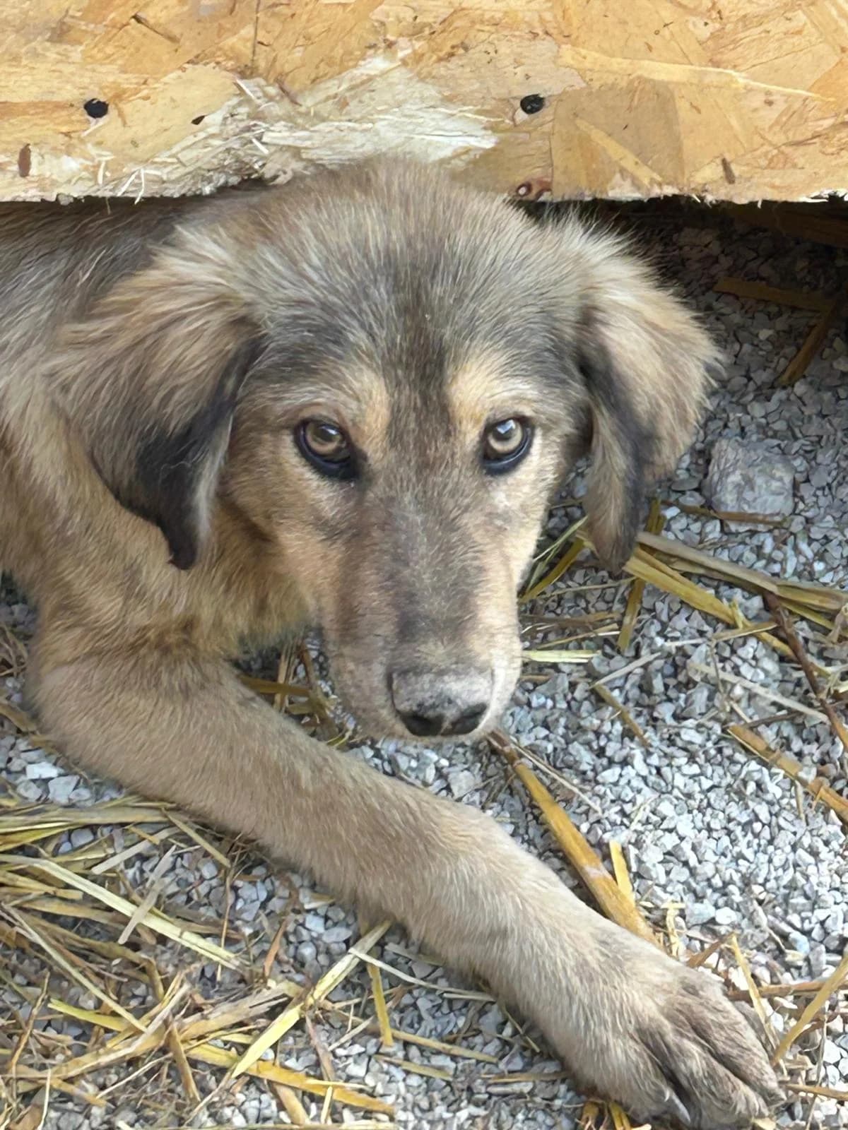 Karli, Mixed Breed for adoption at Save the Dogs BiH, Jajce