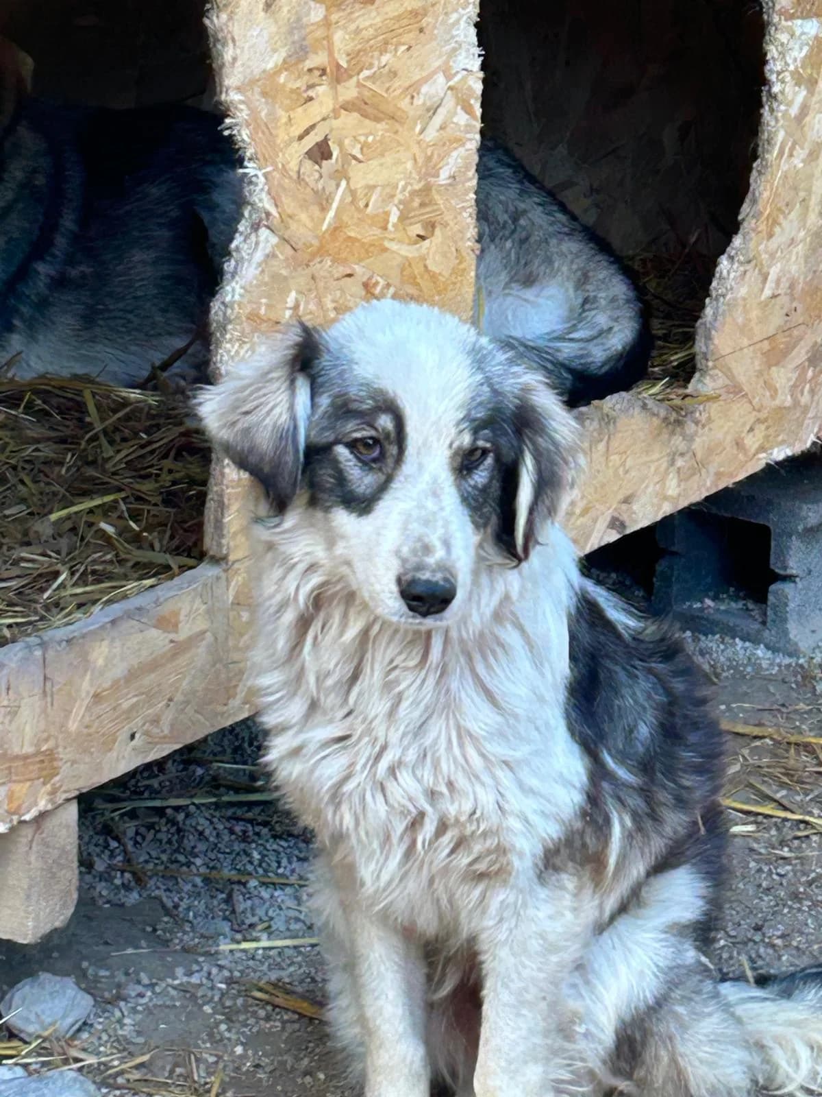 Lorena, Mixed Breed for adoption at Save the Dogs BiH, Jajce