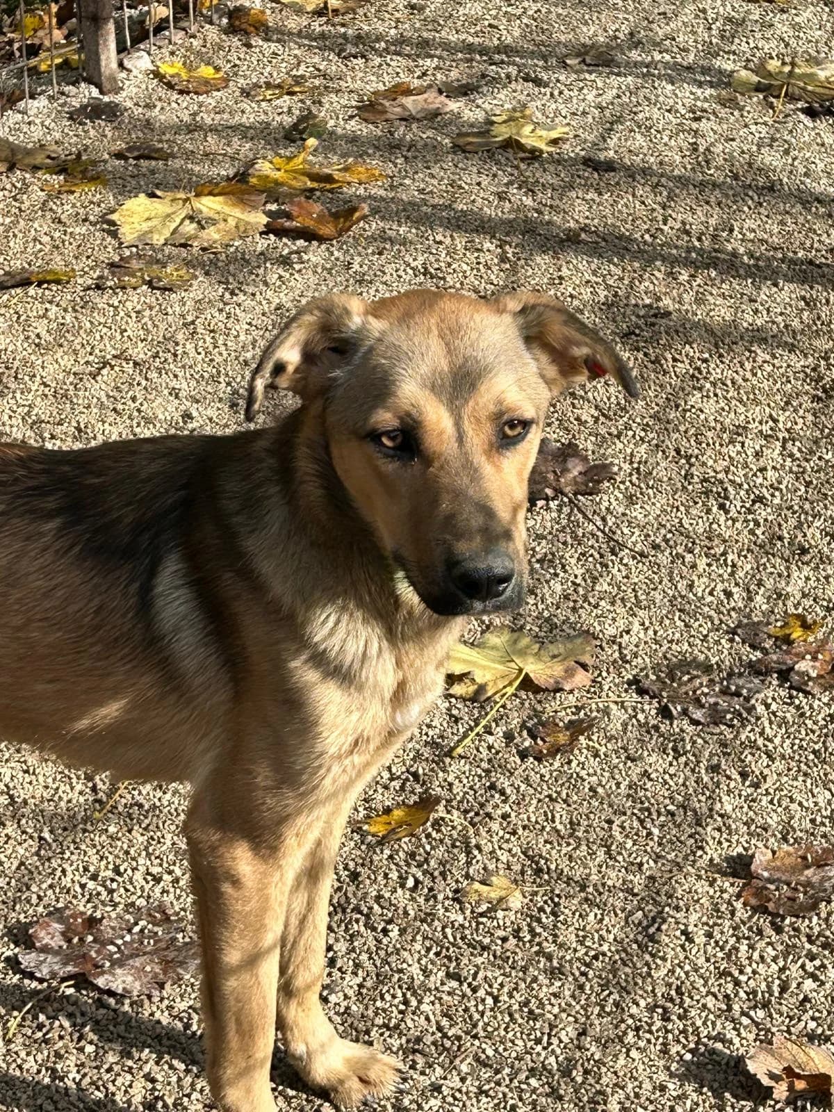 Kalle, Mixed Breed for adoption at Save the Dogs BiH, Jajce