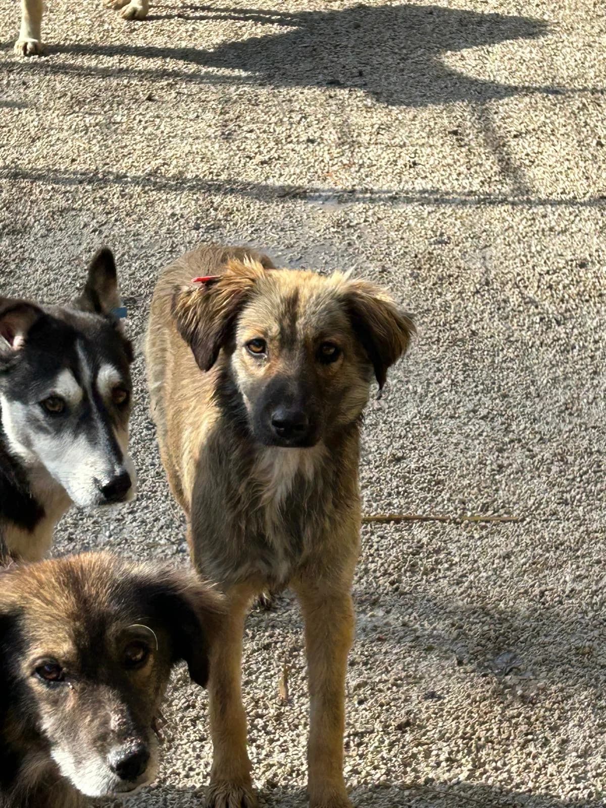 Julia, Mixed Breed for adoption at Save the Dogs BiH, Jajce