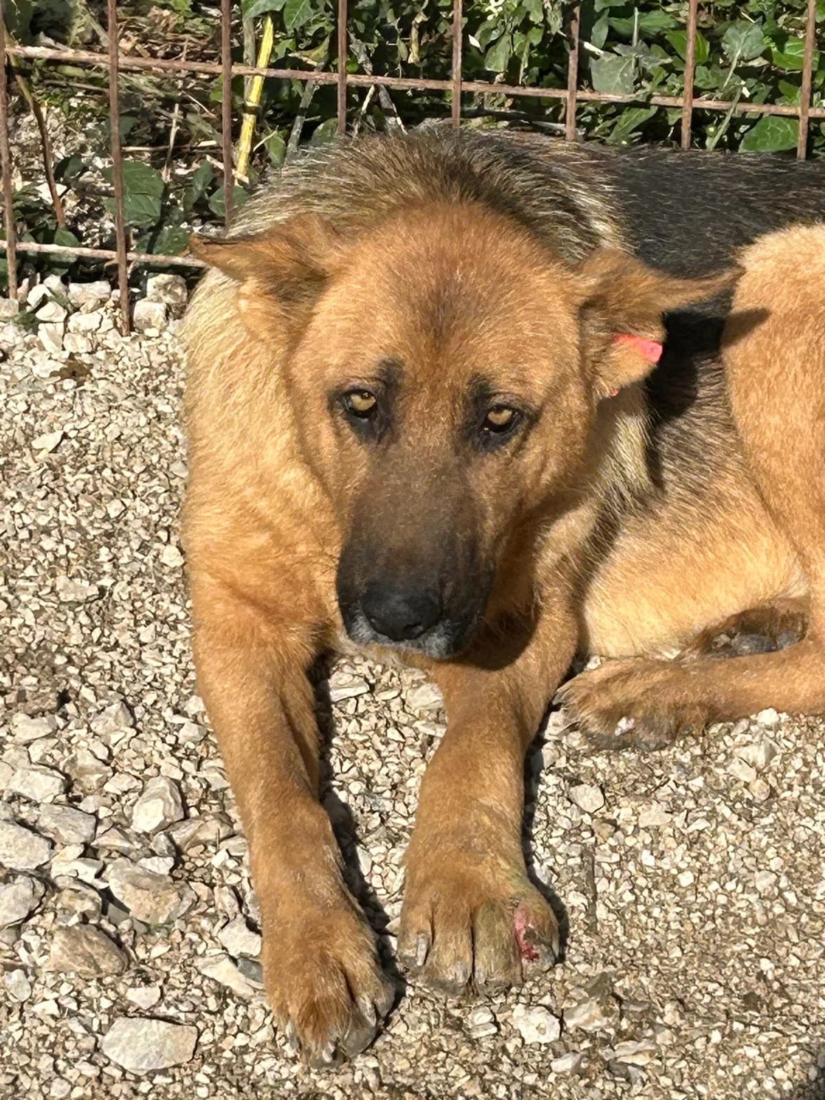 Frau Wu, Mixed Breed for adoption at Save the Dogs BiH, Jajce