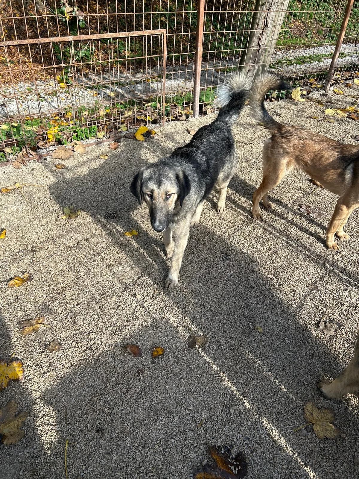 Mischa, Mixed Breed for adoption at Save the Dogs BiH, Jajce