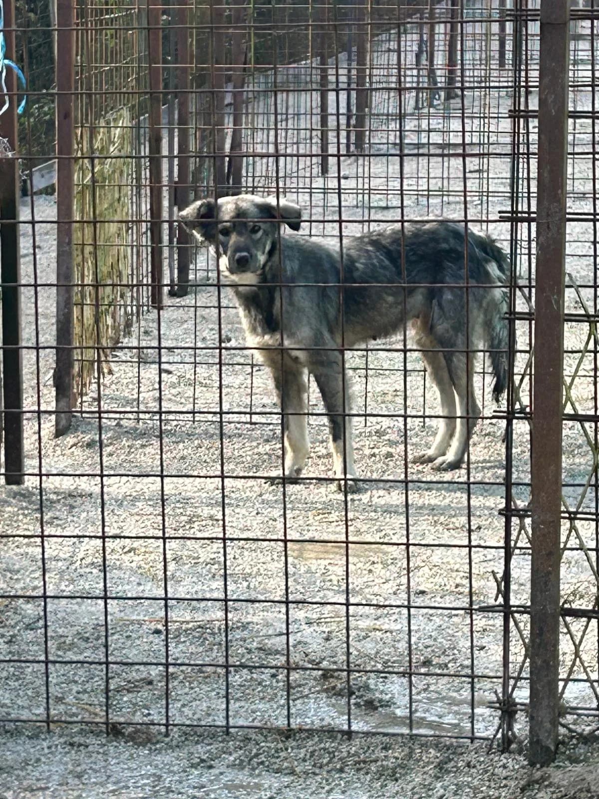 Maja, Mixed Breed for adoption at Save the Dogs BiH, Jajce