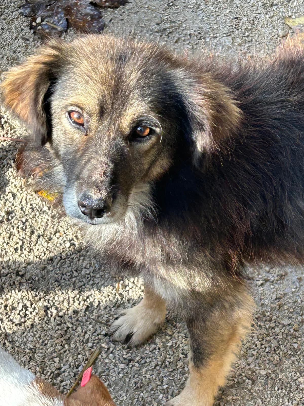 Bärli, Mixed Breed for adoption at Save the Dogs BiH, Jajce
