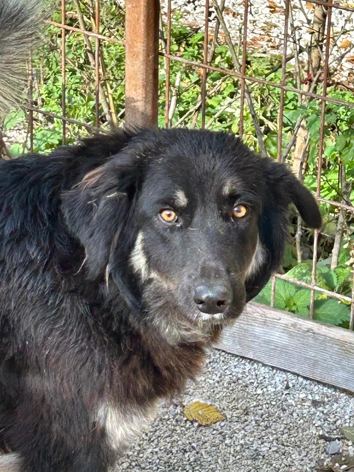 Rio, Mixed Breed for adoption at Save the Dogs BiH, Jajce