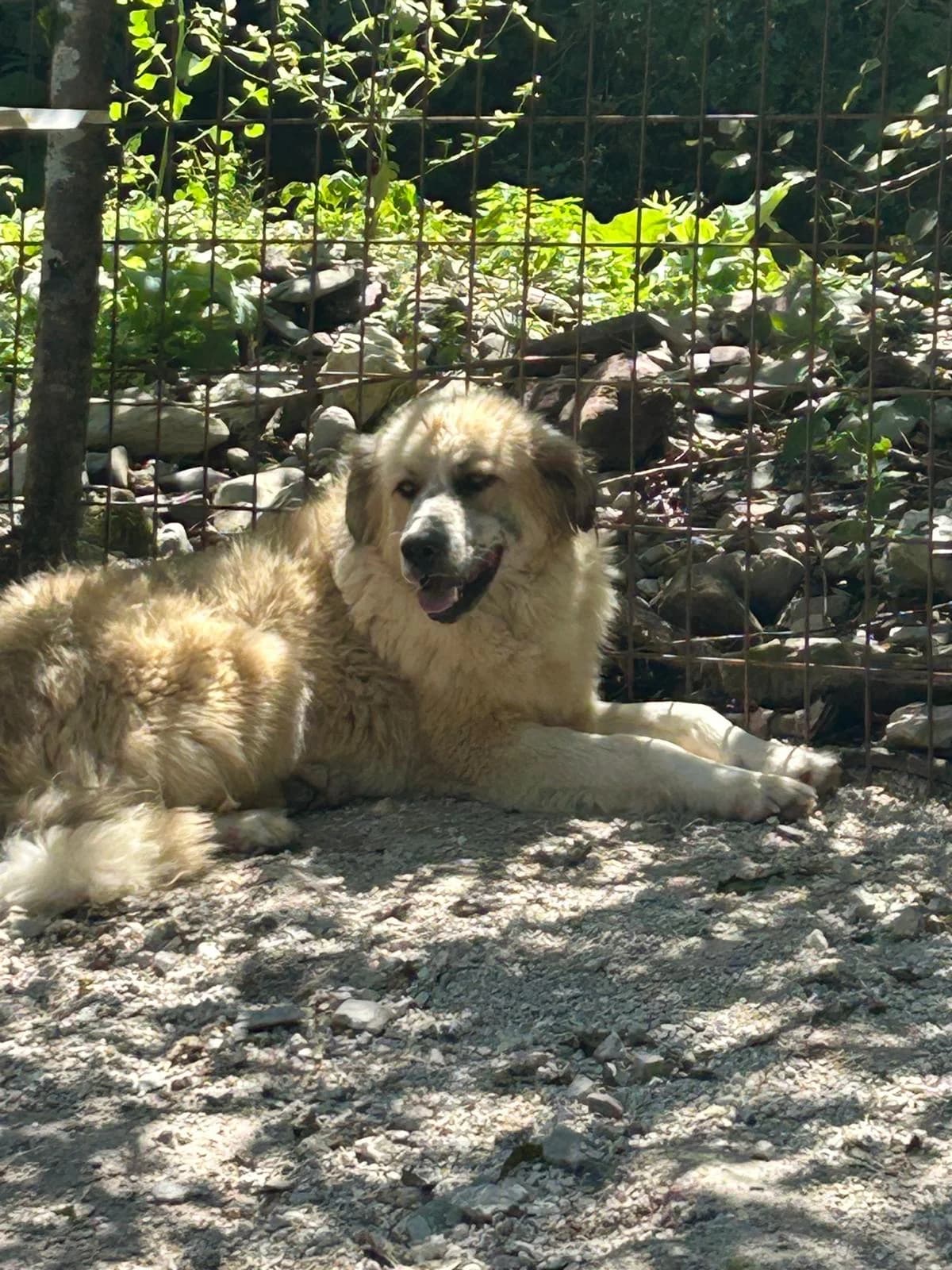 Hasso, Mixed Breed for adoption at Save the Dogs BiH, Jajce