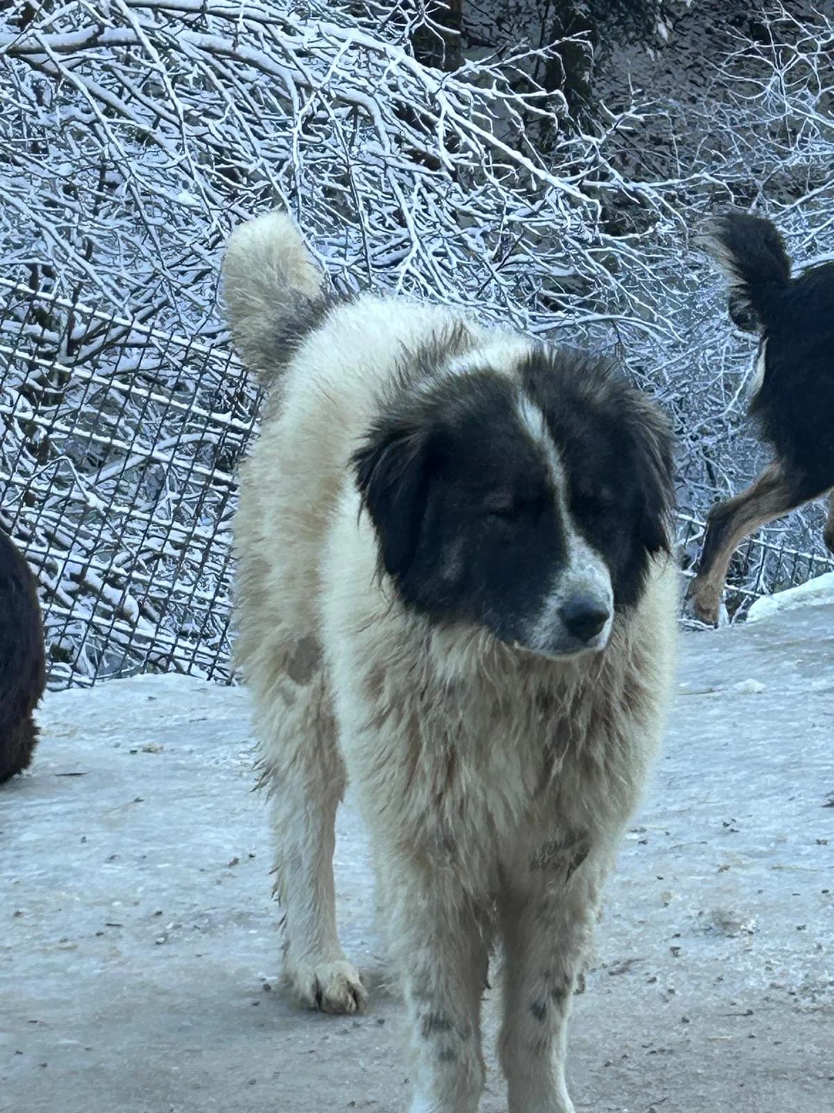 Mila, Mixed Breed for adoption at Save the Dogs BiH, Jajce