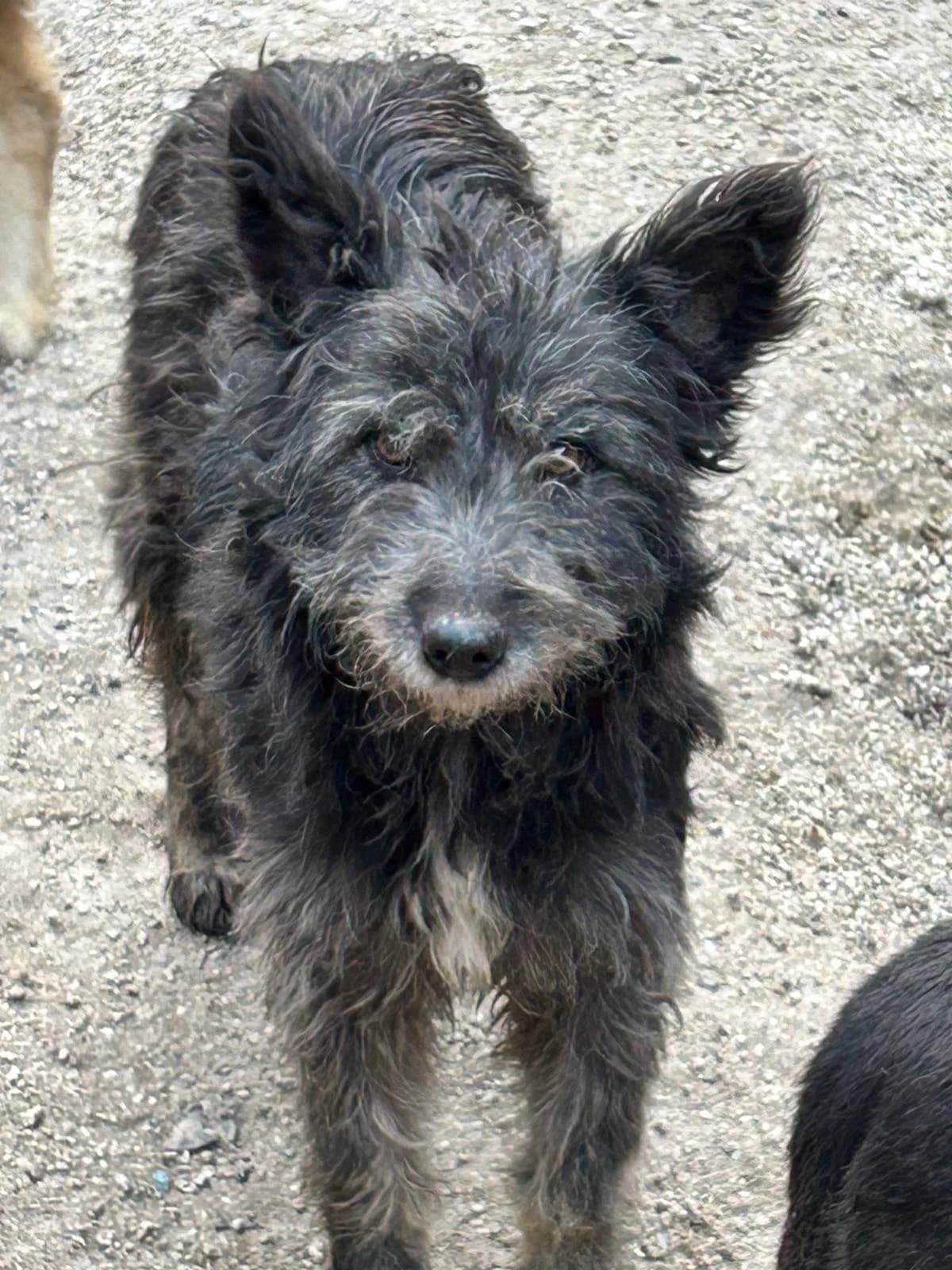 Mila, Mixed Breed for adoption at Save the Dogs BiH, Jajce
