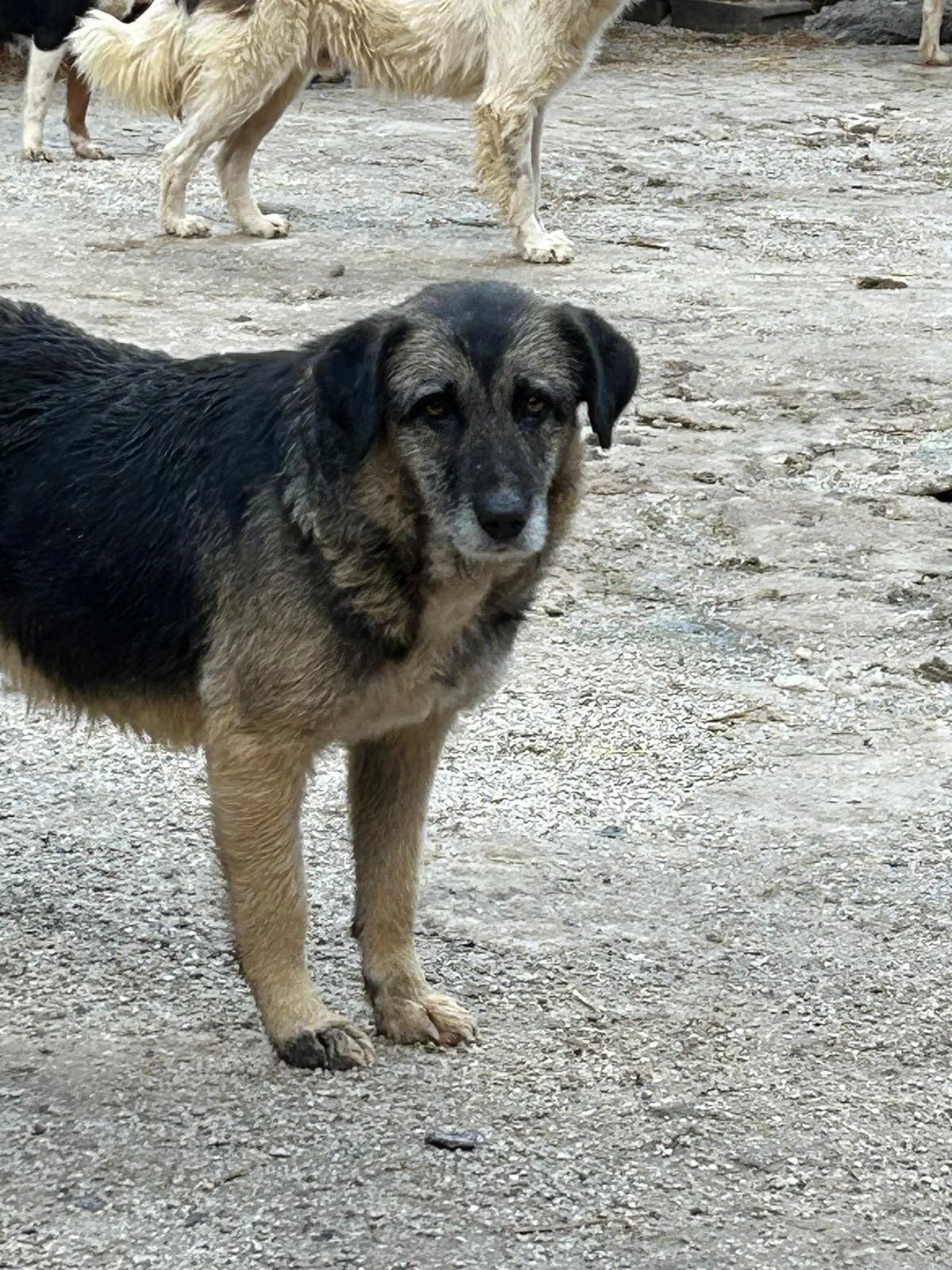 Ruby, Mixed Breed for adoption at Save the Dogs BiH, Jajce