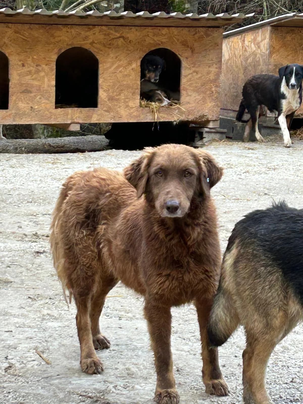 Smedji, Mixed Breed for adoption at Save the Dogs BiH, Jajce