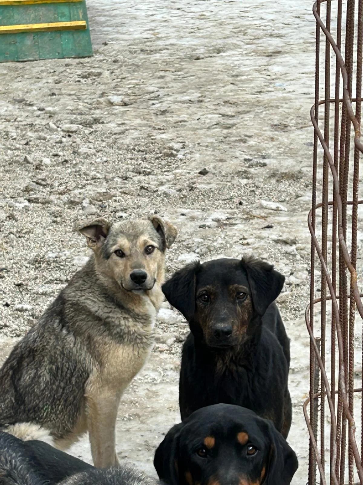 Sam, Mixed Breed for adoption at Save the Dogs BiH, Jajce