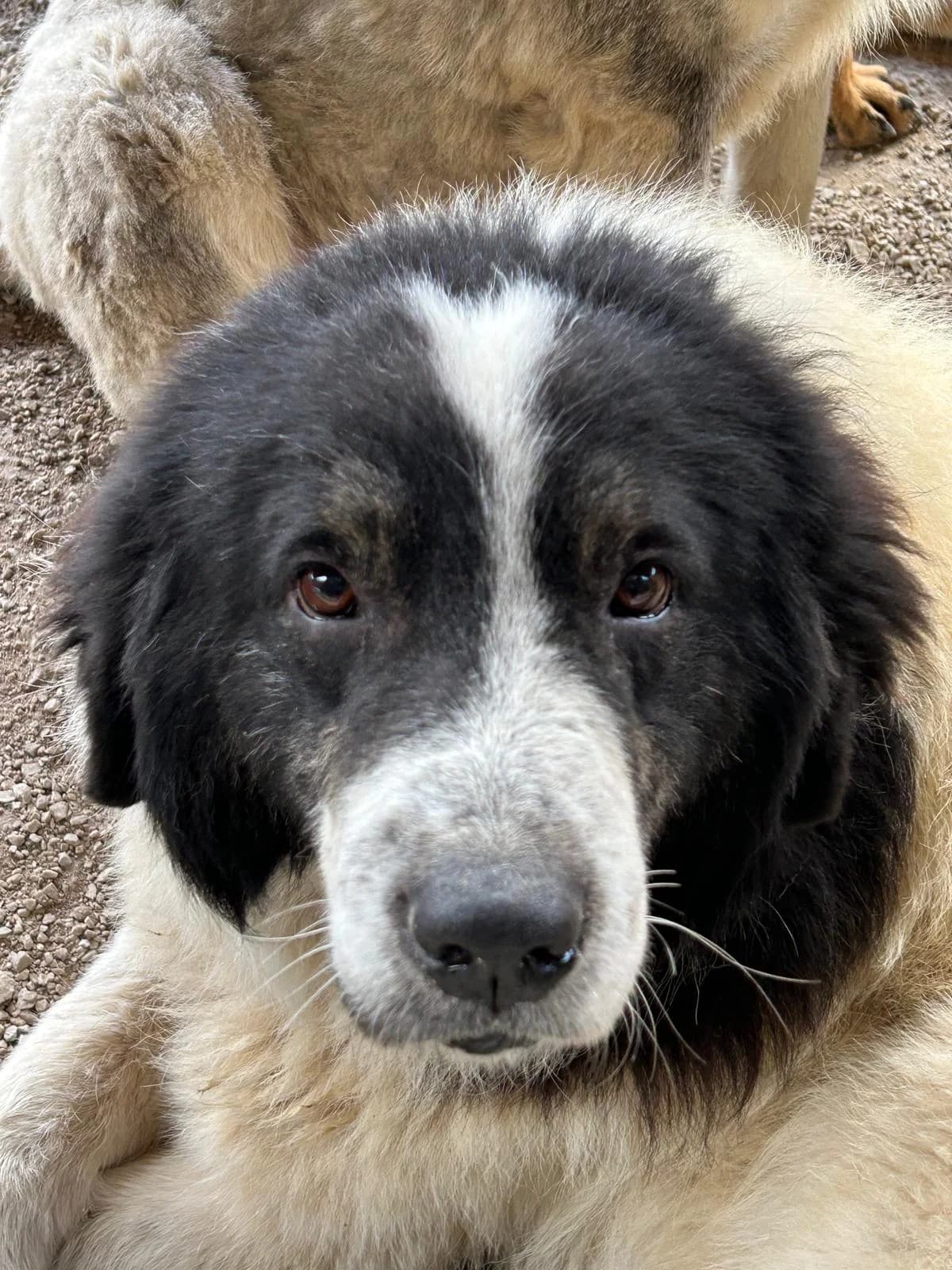 Sam, Mixed Breed for adoption at Save the Dogs BiH, Jajce