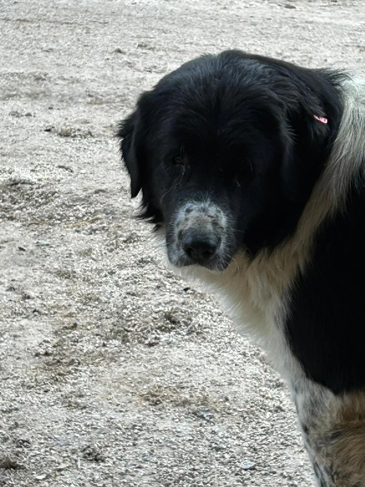 Paul, Mixed Breed for adoption at Save the Dogs BiH, Jajce