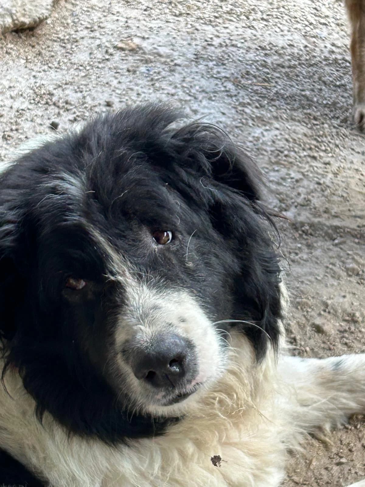 Charlie, Mixed Breed for adoption at Save the Dogs BiH, Jajce