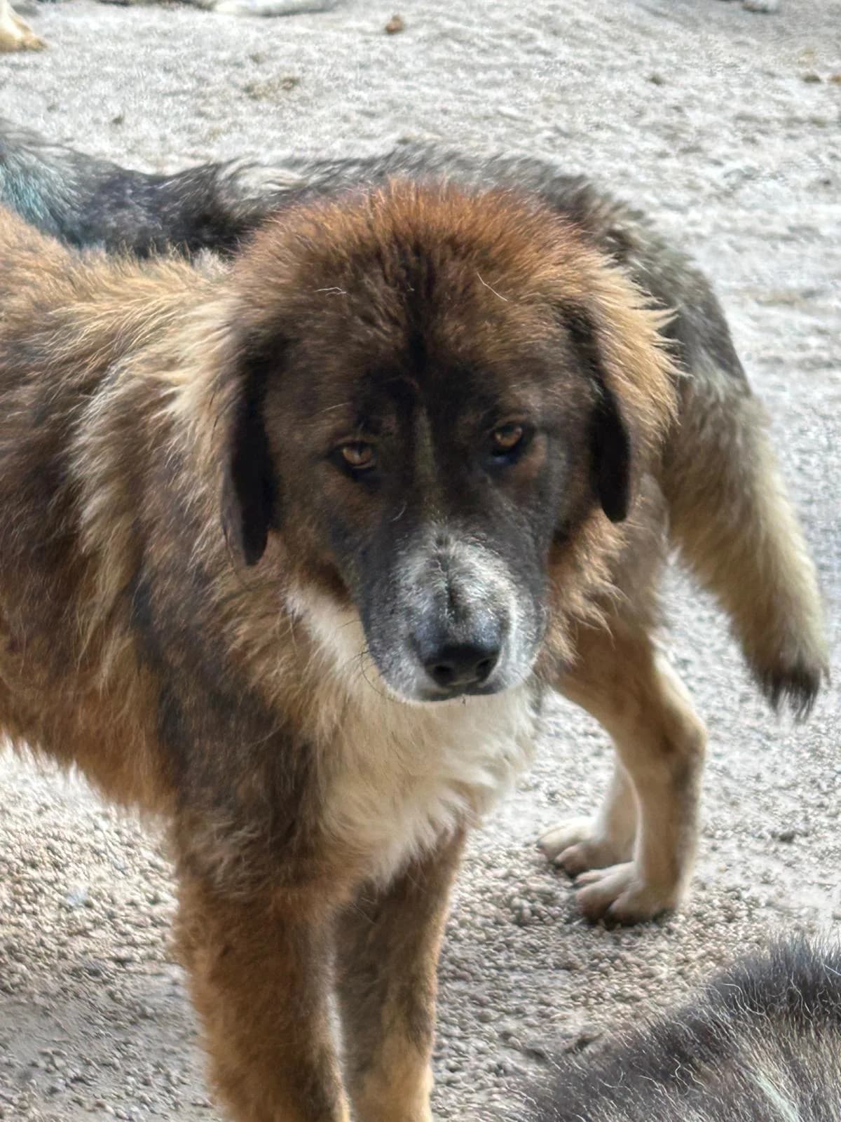 Higuma, Mixed Breed for adoption at Save the Dogs BiH, Jajce