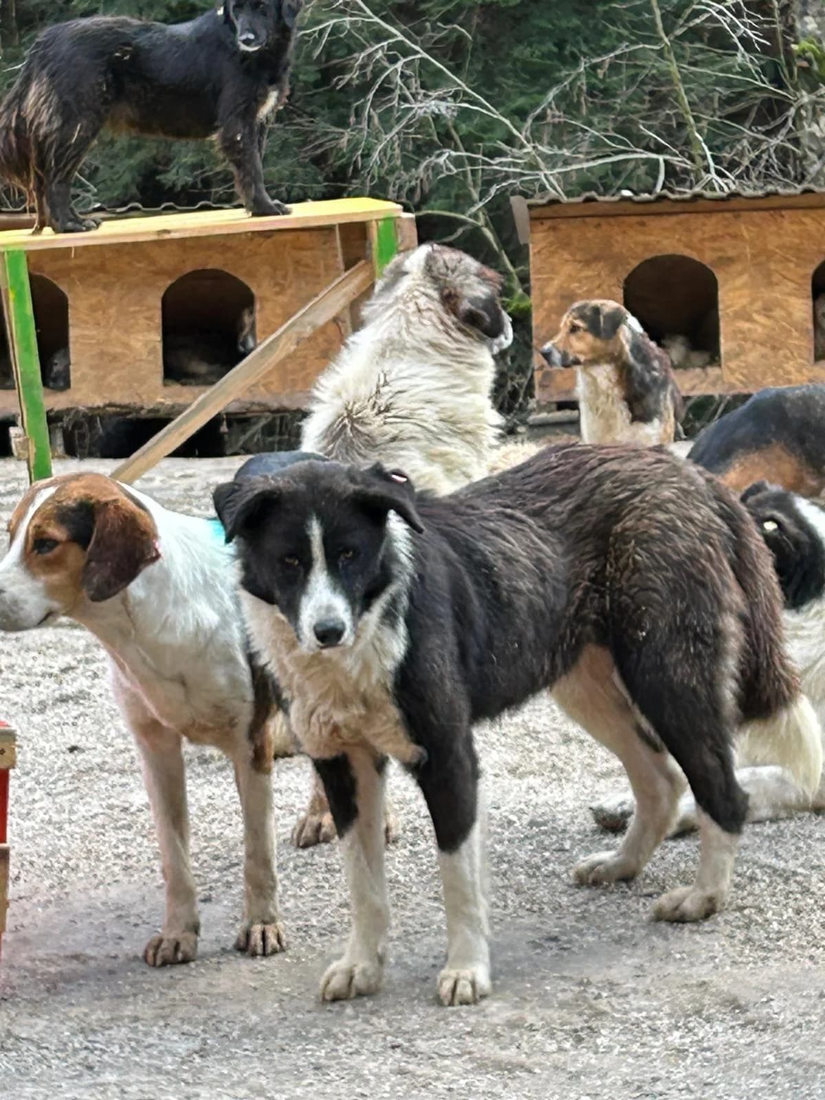Emmi, Mixed Breed for adoption at Save the Dogs BiH, Jajce