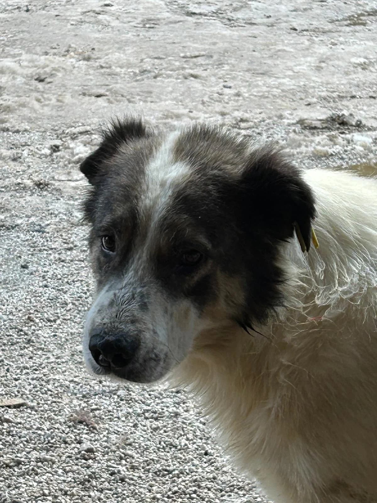 Lewi, Mixed Breed for adoption at Save the Dogs BiH, Jajce