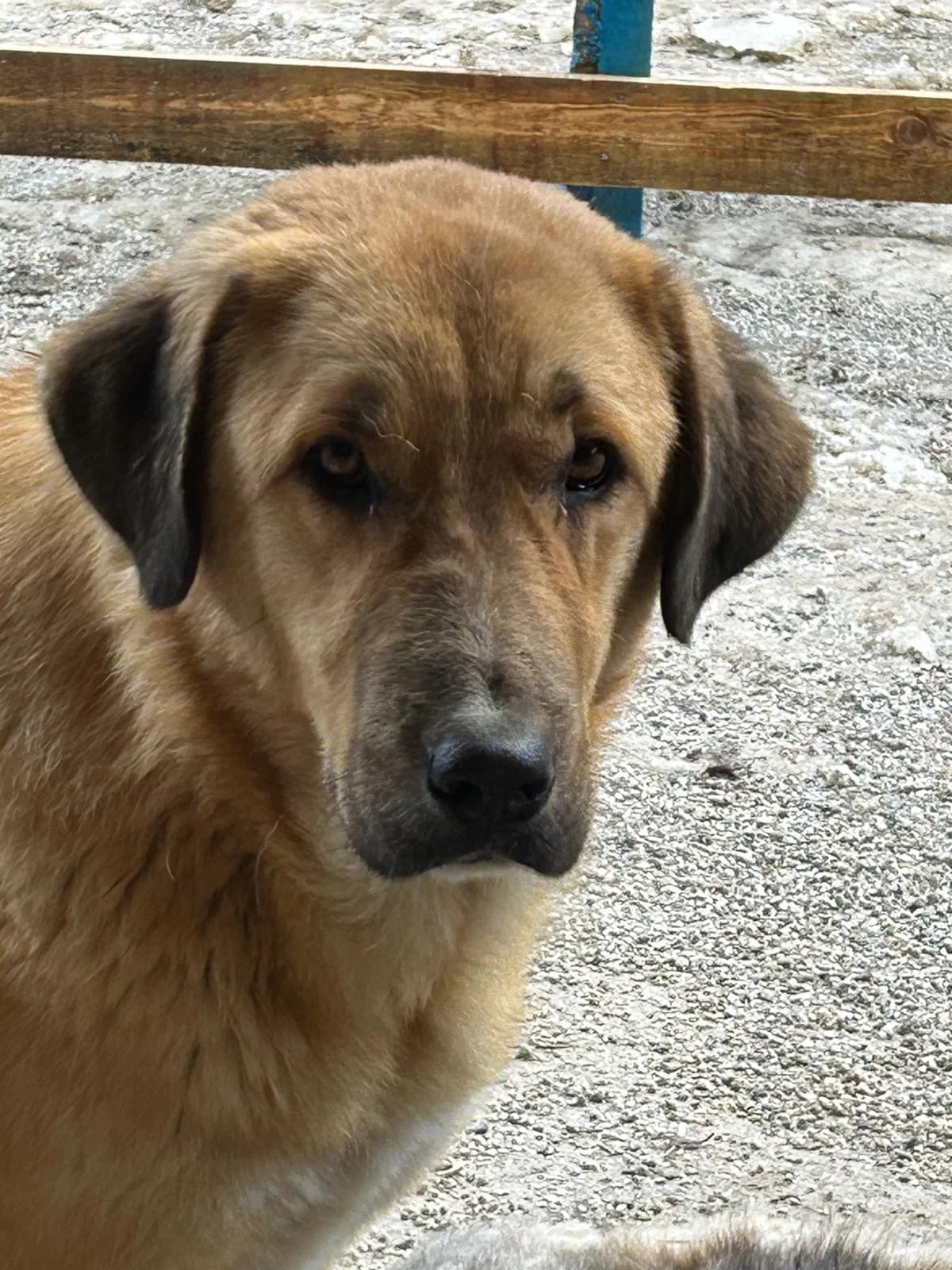 Bob, Mixed Breed for adoption at Save the Dogs BiH, Jajce