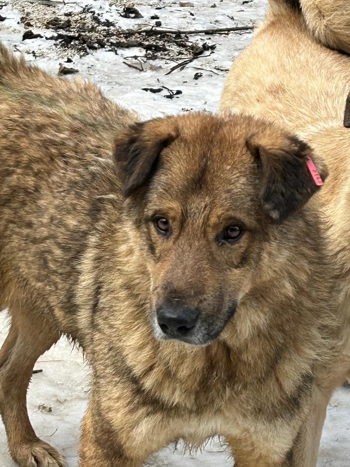 Bruno, Mixed Breed for adoption at Save the Dogs BiH, Jajce
