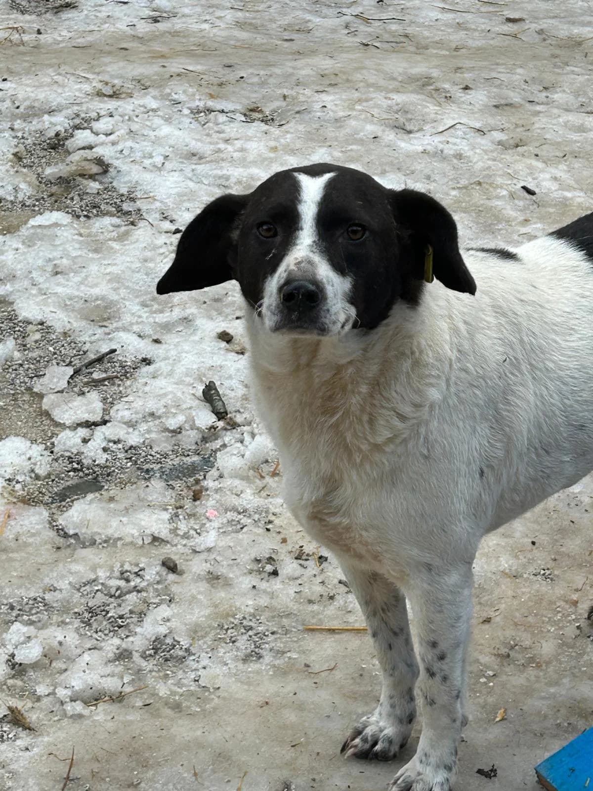 Maya, Mixed Breed for adoption at Save the Dogs BiH, Jajce