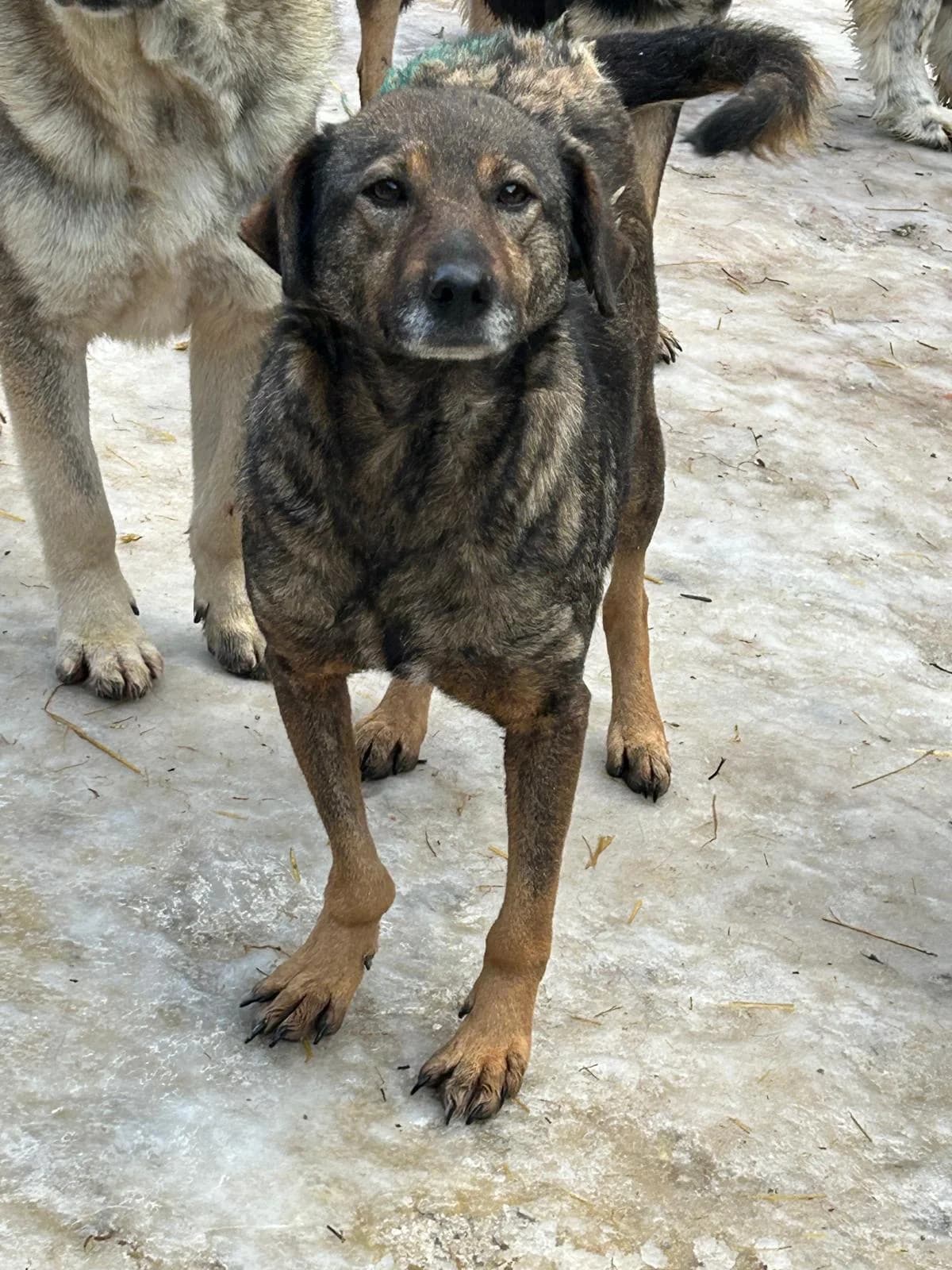 Alva, Mixed Breed for adoption at Save the Dogs BiH, Jajce