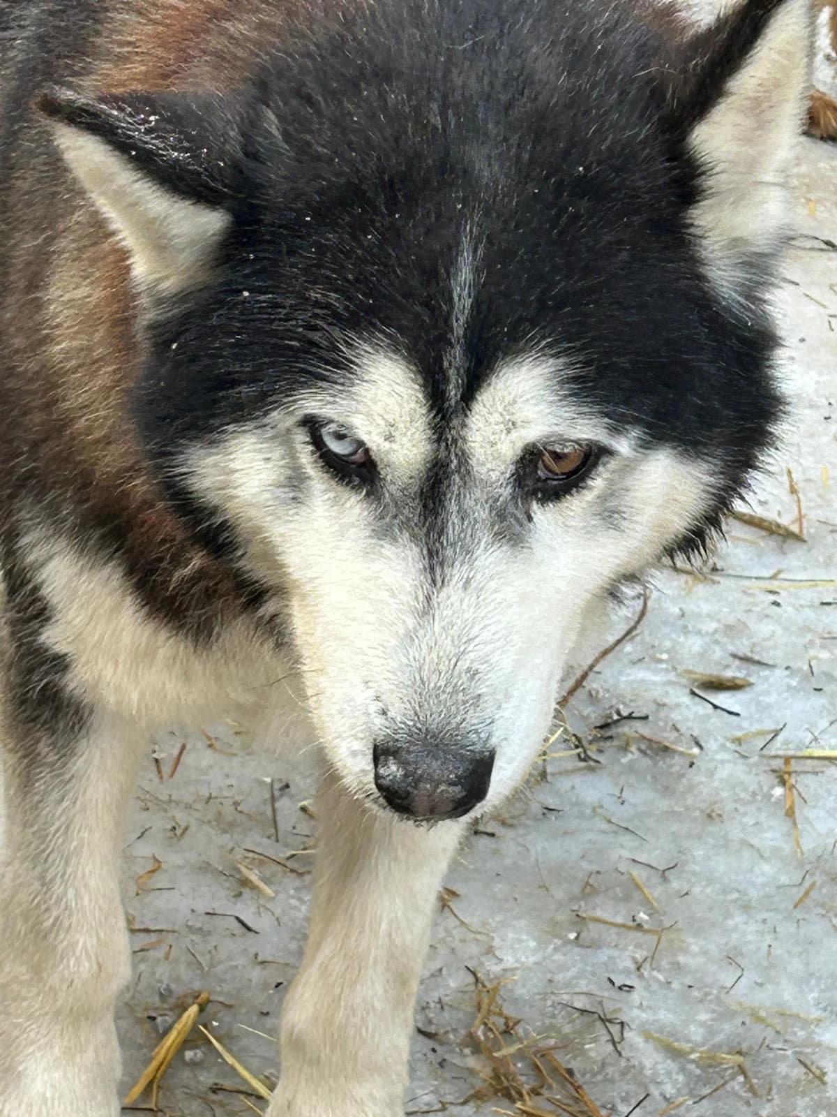 Sky, Mixed Breed for adoption at Save the Dogs BiH, Jajce
