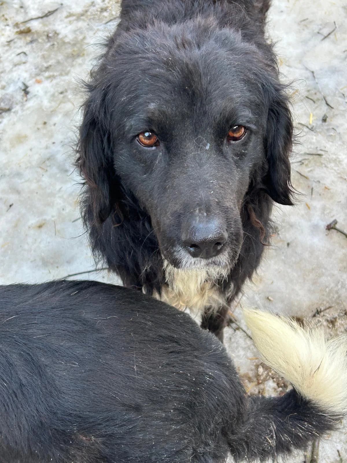 Runa, Mixed Breed for adoption at Save the Dogs BiH, Jajce