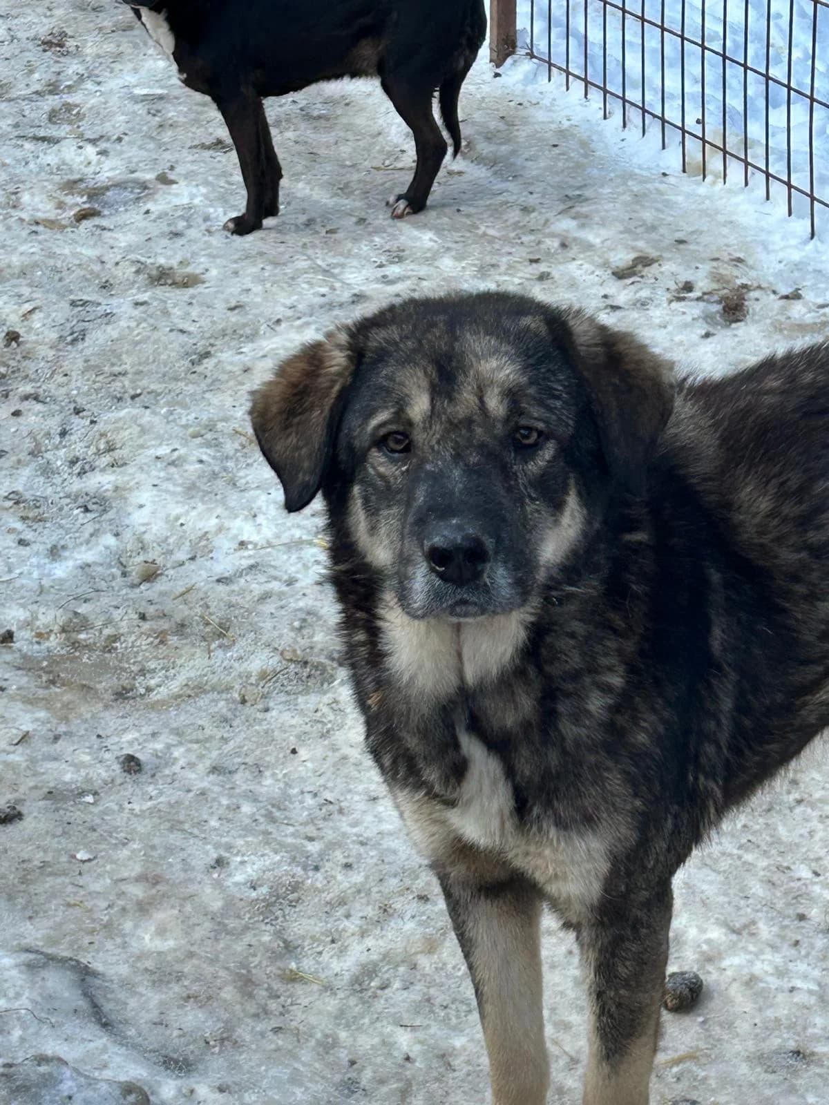 Enzo, Mixed Breed for adoption at Save the Dogs BiH, Jajce