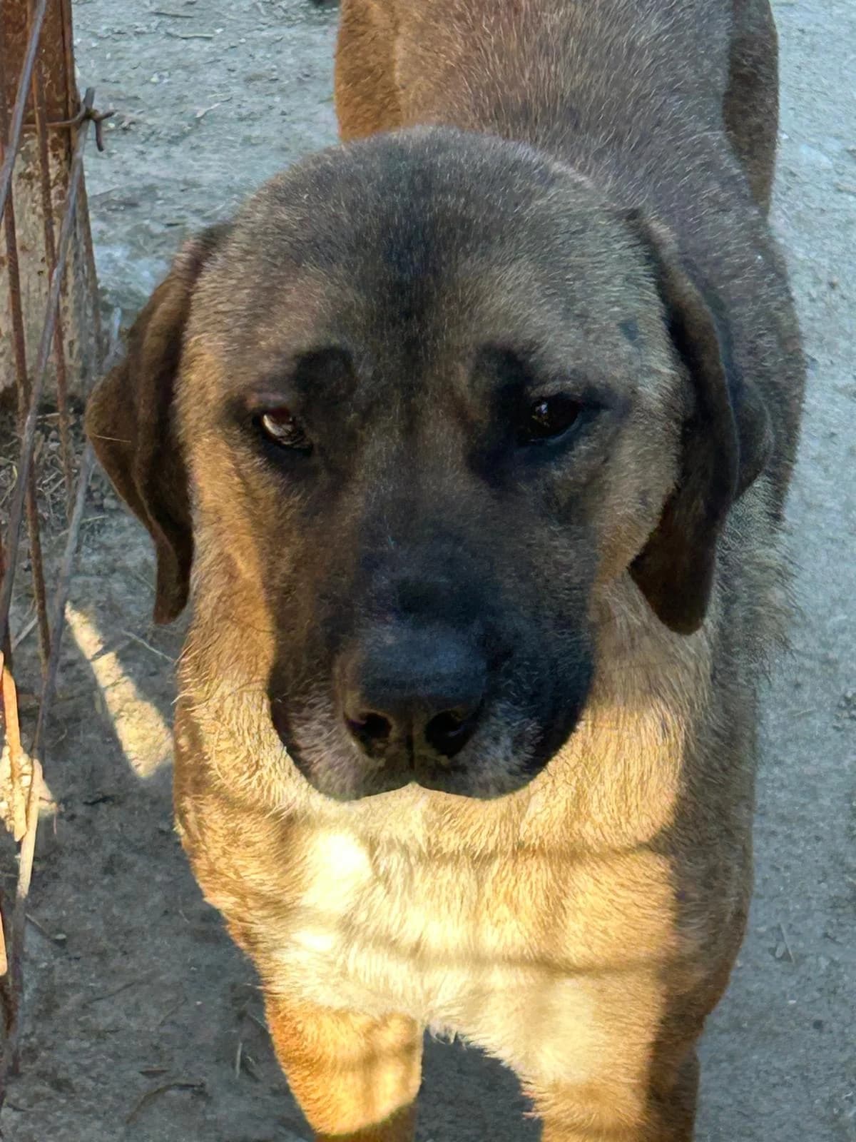 Xena, Mixed Breed for adoption at Save the Dogs BiH, Jajce