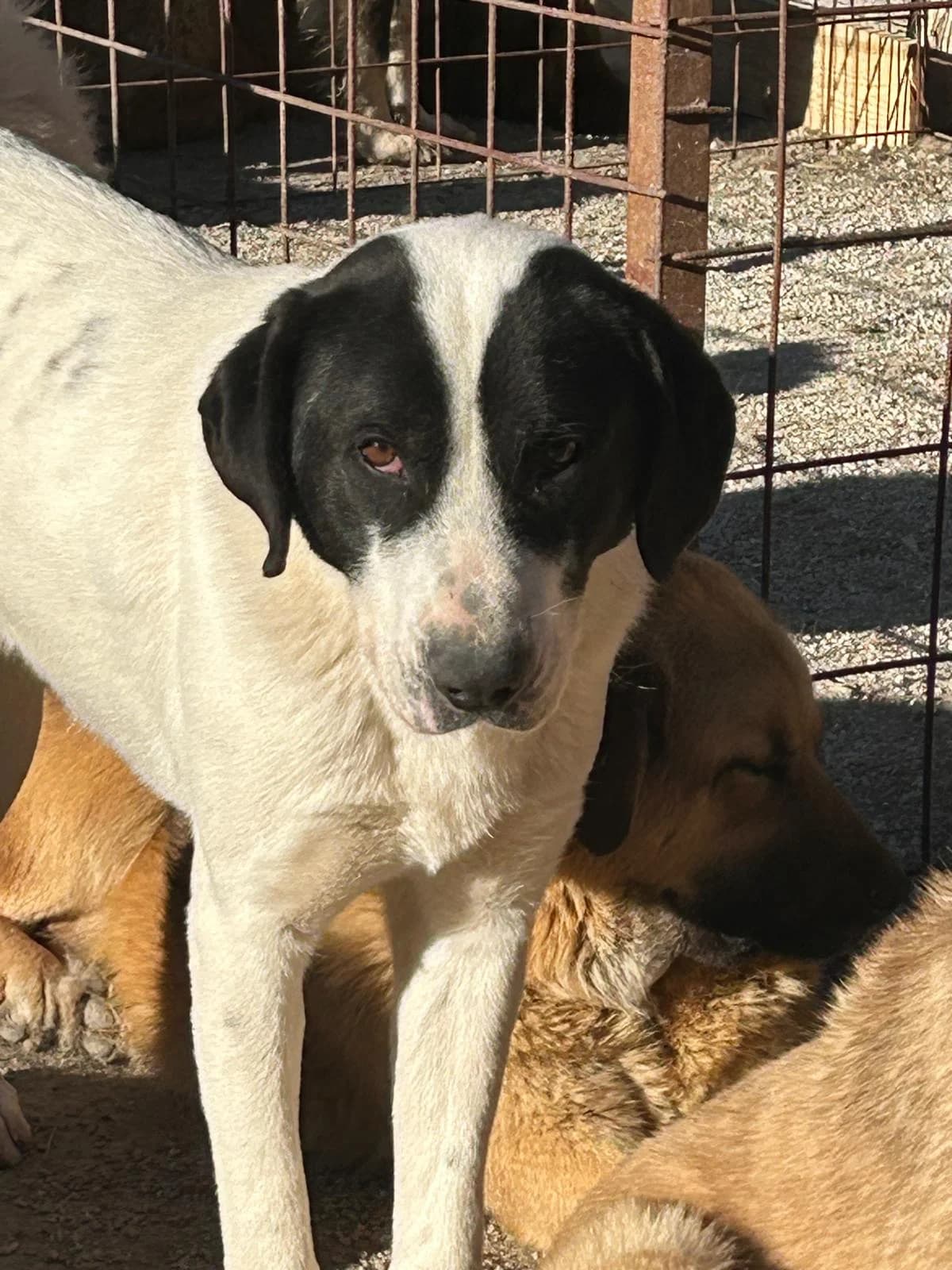 Pedro, Mixed Breed for adoption at Save the Dogs BiH, Jajce