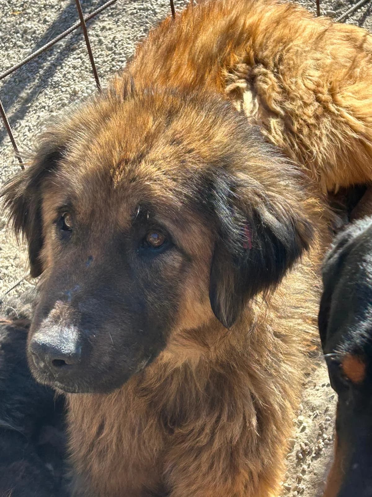 Boomer, Mixed Breed for adoption at Save the Dogs BiH, Jajce
