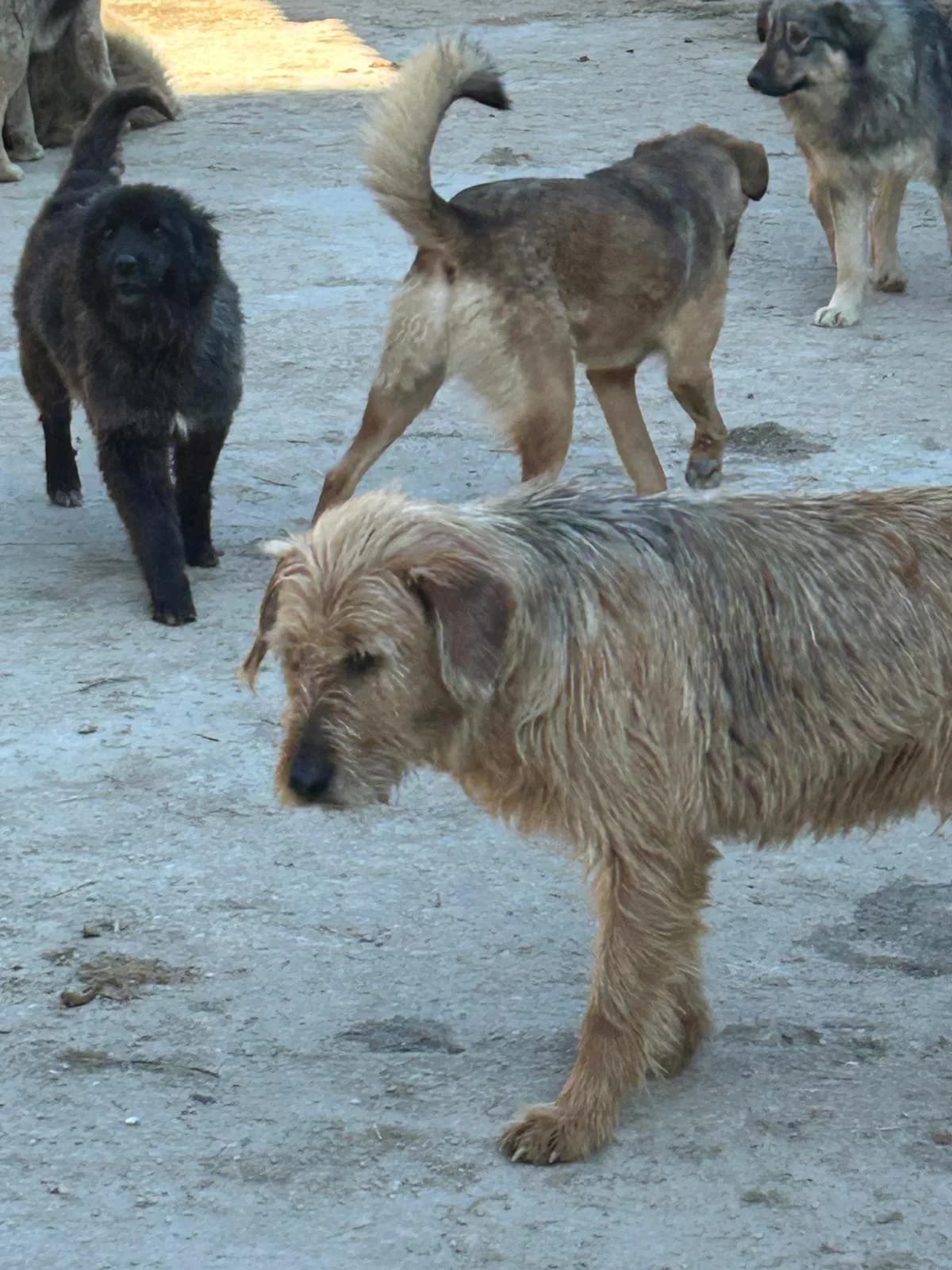 Chupki, Mixed Breed for adoption at Save the Dogs BiH, Jajce