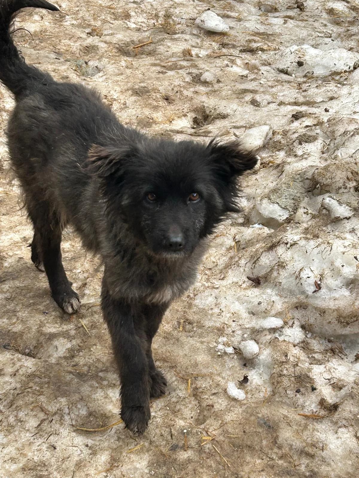 Maja, Mixed Breed for adoption at Save the Dogs BiH, Jajce